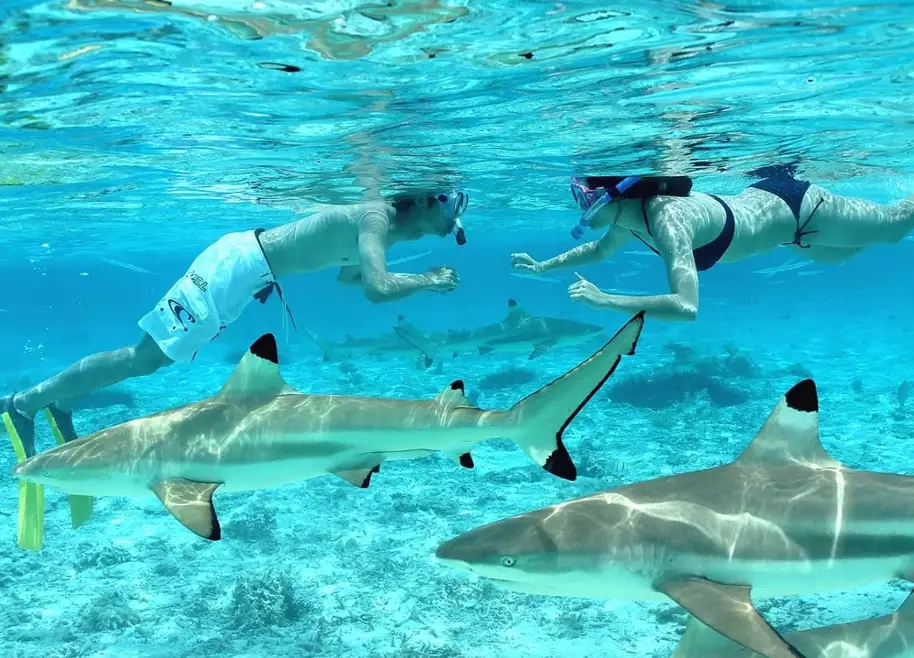 Bora Bora snorkeling cost Bora Bora snorkeling cost