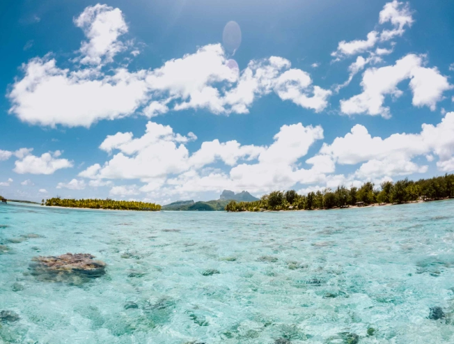 Bora Bora marine life