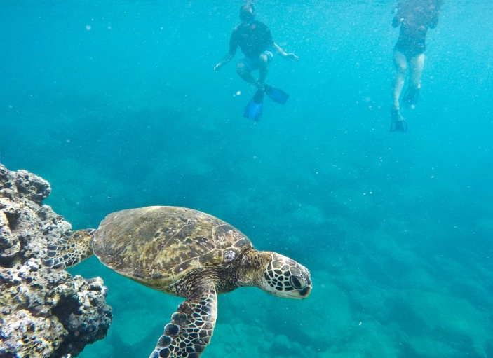Hawaii snorkeling tips