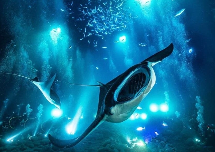 Maui manta ray snorkeling