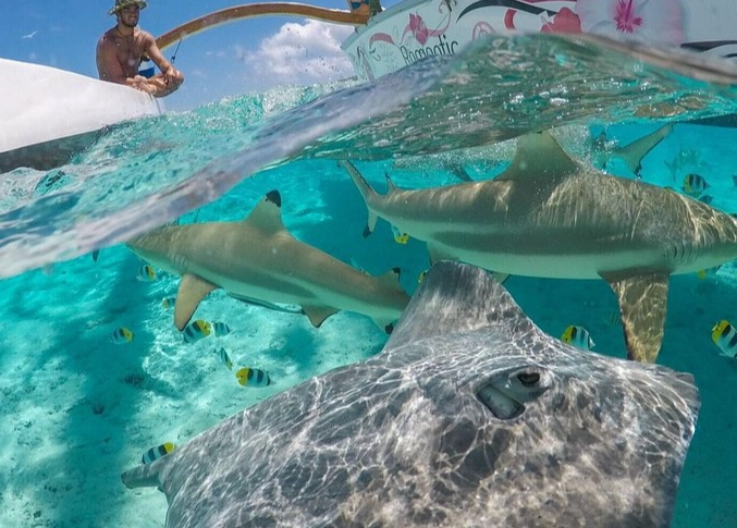 Bora Bora snorkeling cost Bora Bora snorkeling cost