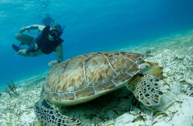 ethical snorkeling with turtles
