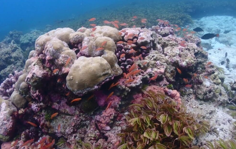 Seychelles marine life