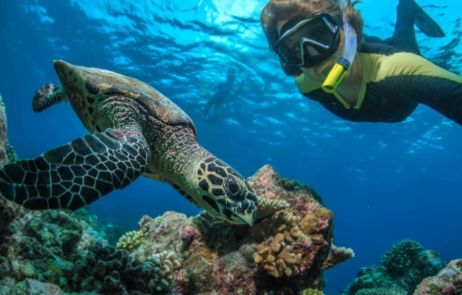 swim with turtles responsibly