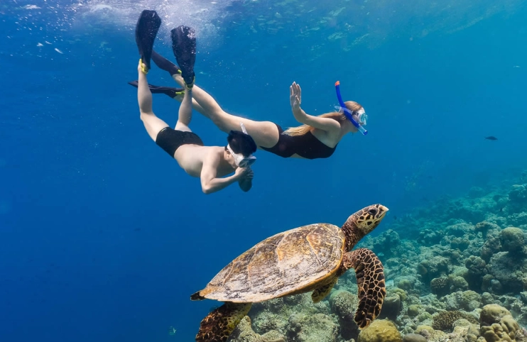 swim with turtles responsibly