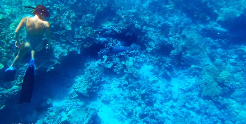 big island snorkeling times