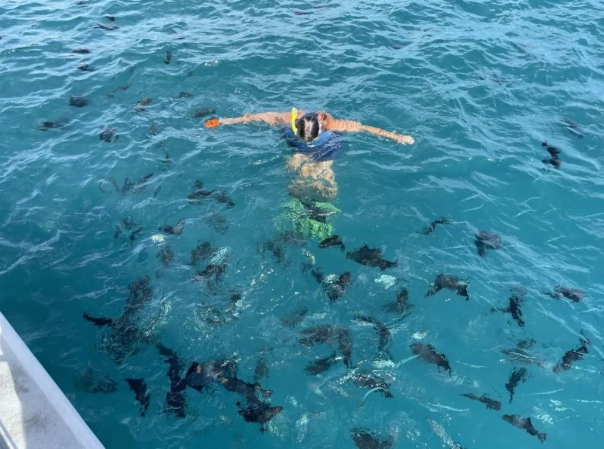 snorkeling Oahu morning vs afternoon