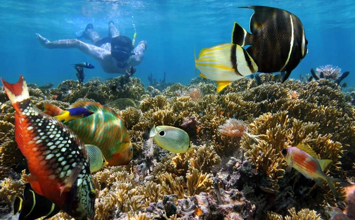 best snorkelling Seychelles best snorkelling Seychelles