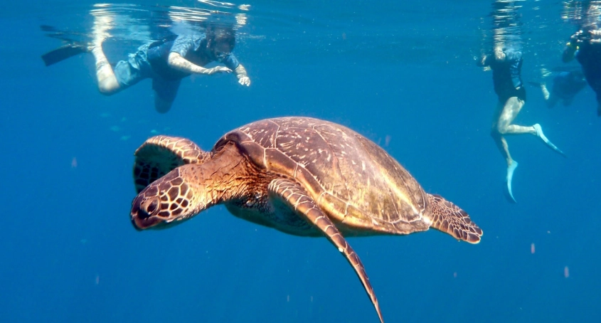 sea turtle conservation tourism