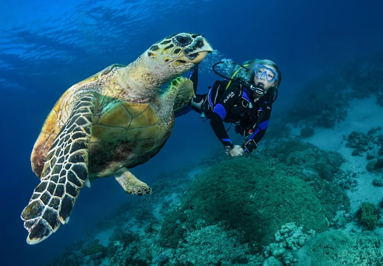sea turtle conservation tourism