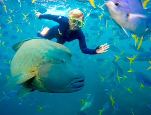 snorkeling tours Australia