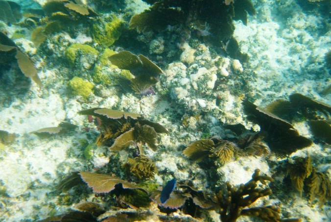 Key Largo snorkeling tours Key Largo snorkeling tours