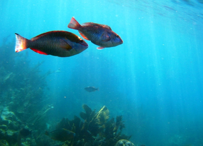 John Pennekamp Coral Reef State Park John Pennekamp Coral Reef State Park