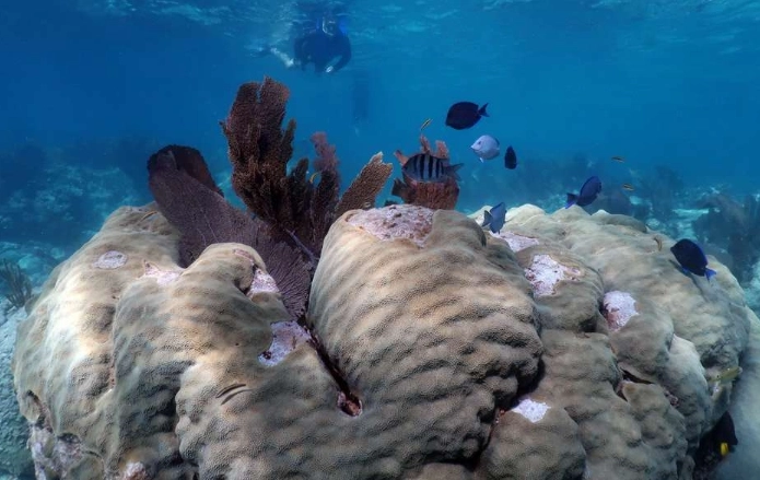 John Pennekamp Coral Reef State Park John Pennekamp Coral Reef State Park