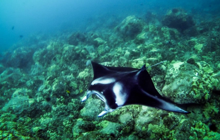 manta ray snorkeling texas coast manta ray snorkeling texas coast