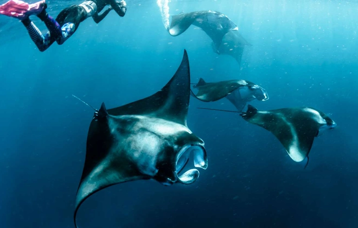 manta ray snorkeling texas coast manta ray snorkeling texas coast
