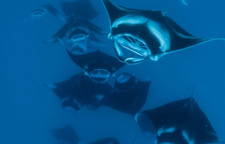 manta ray night snorkel kona