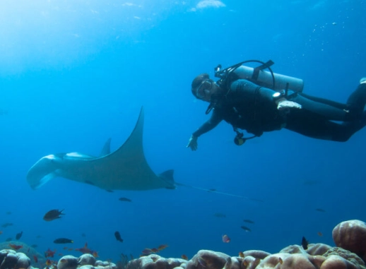 swim with manta rays