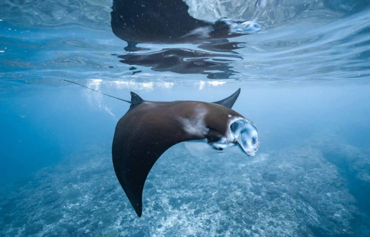 best places to snorkel with manta rays near texas best places to snorkel with manta rays near texas