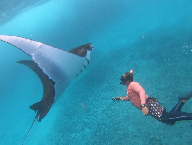 california manta ray tours