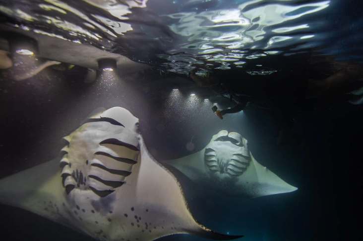 snorkeling with manta rays california
