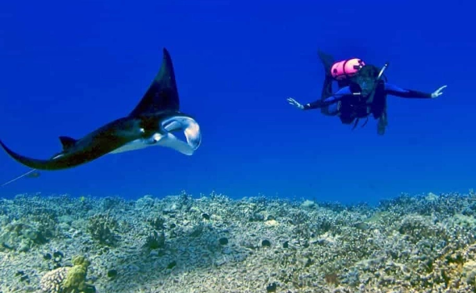 where to snorkel with manta rays
