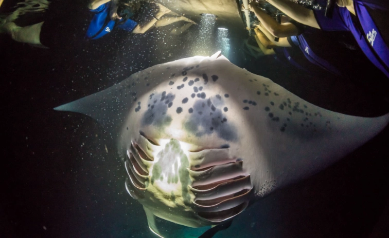 Best manta ray night snorkel Kona