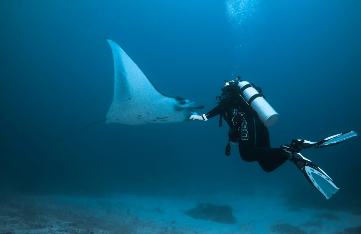 manta ray snorkeling