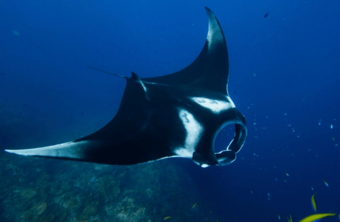 best places to snorkel with manta rays near texas best places to snorkel with manta rays near texas