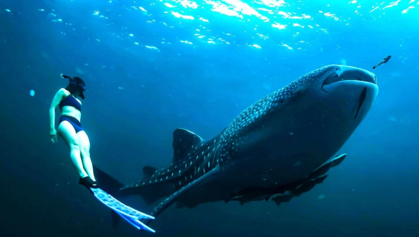 best time to see whale sharks Florida