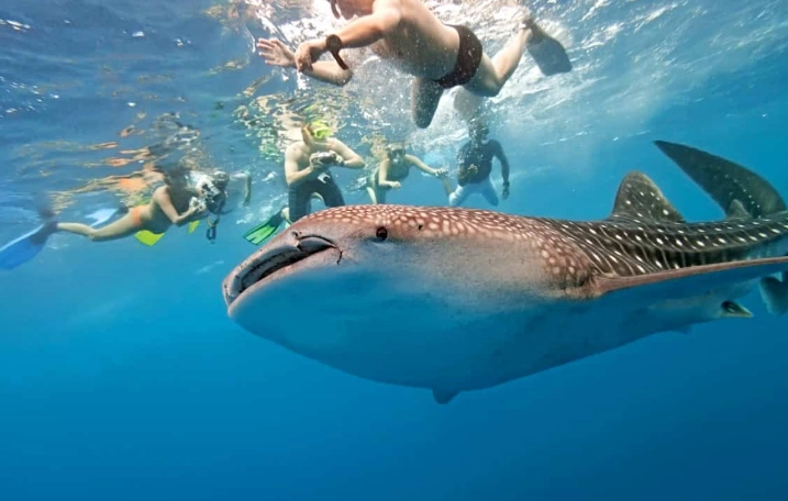 best time to see whale sharks