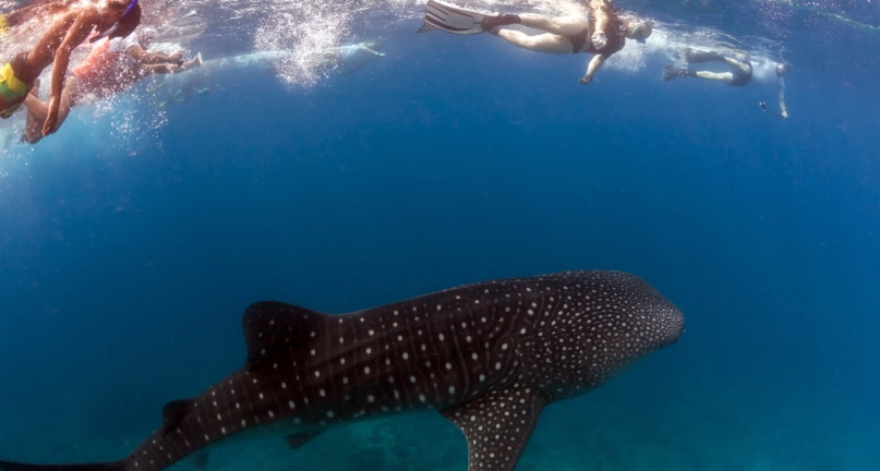 best place to swim with whale sharks