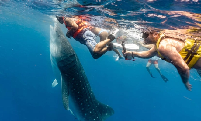 california whale shark season