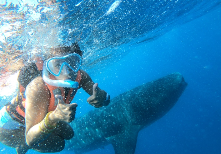 whale shark snorkeling destinations