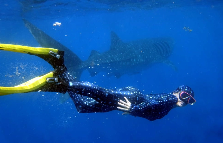 Isla Mujeres whale sharks