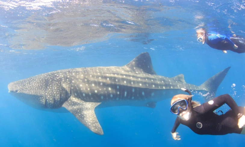 whale shark snorkeling california
