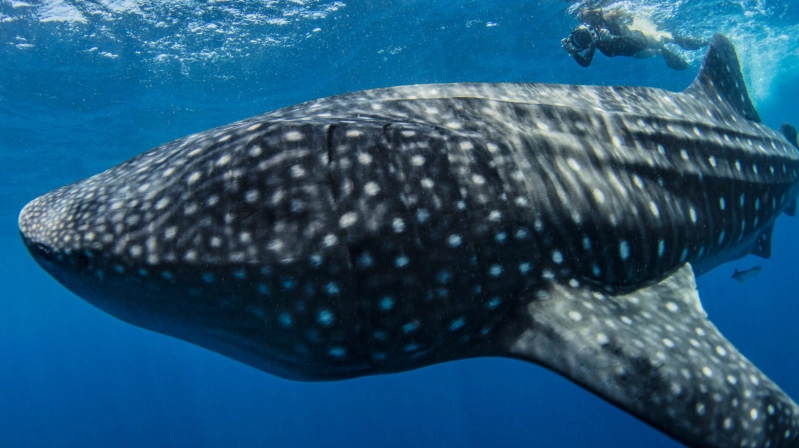 whale shark season Mexico whale shark season Mexico