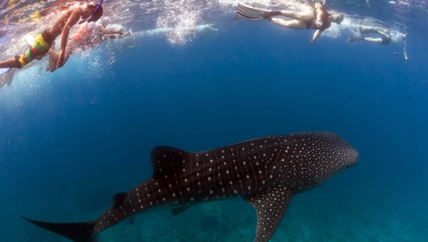 whale shark snorkeling california
