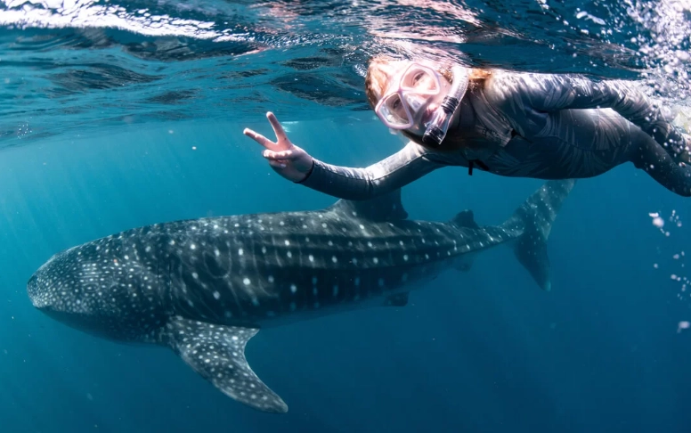 swim with whale sharks Florida