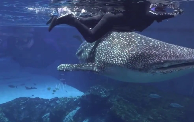 georgia aquarium whale shark experience