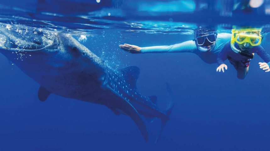 swim with whale sharks Florida