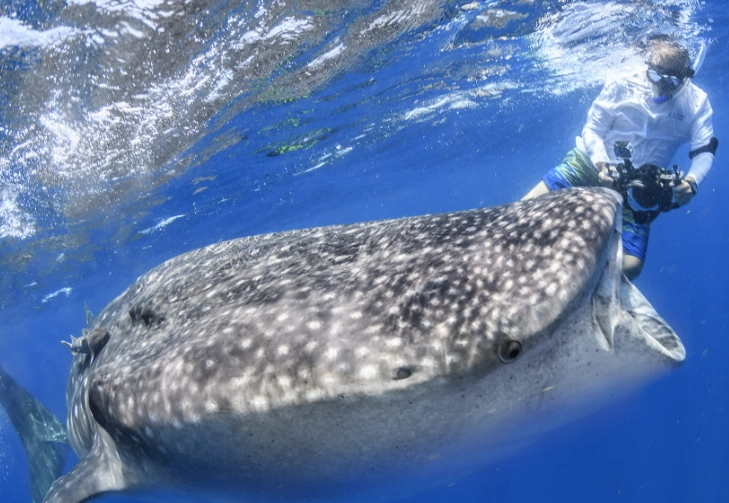 whale shark snorkeling Isla Mujeres whale shark snorkeling Isla Mujeres
