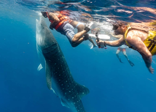 best place to swim with whale sharks