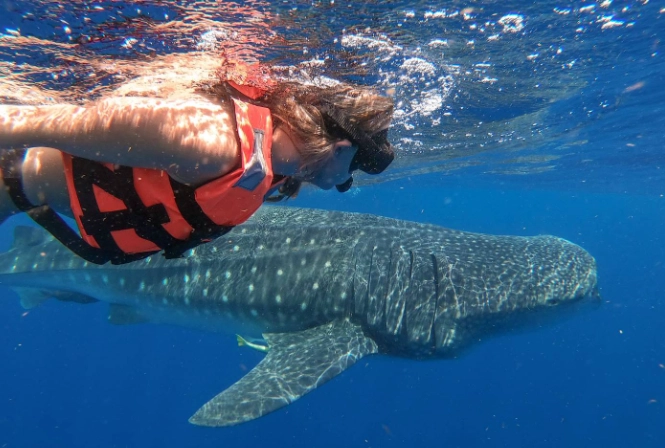 swim with whale sharks Mexico swim with whale sharks Mexico