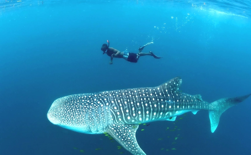 best time to see whale sharks