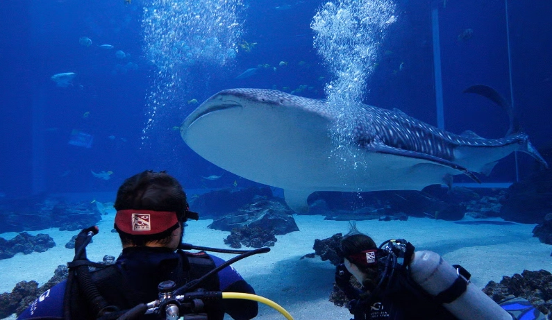 georgia aquarium whale shark experience