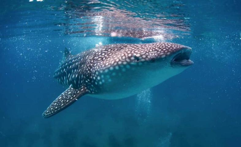 whale shark snorkeling Isla Mujeres whale shark snorkeling Isla Mujeres