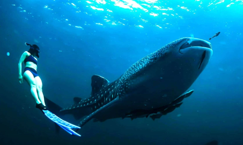 swim with whale sharks season