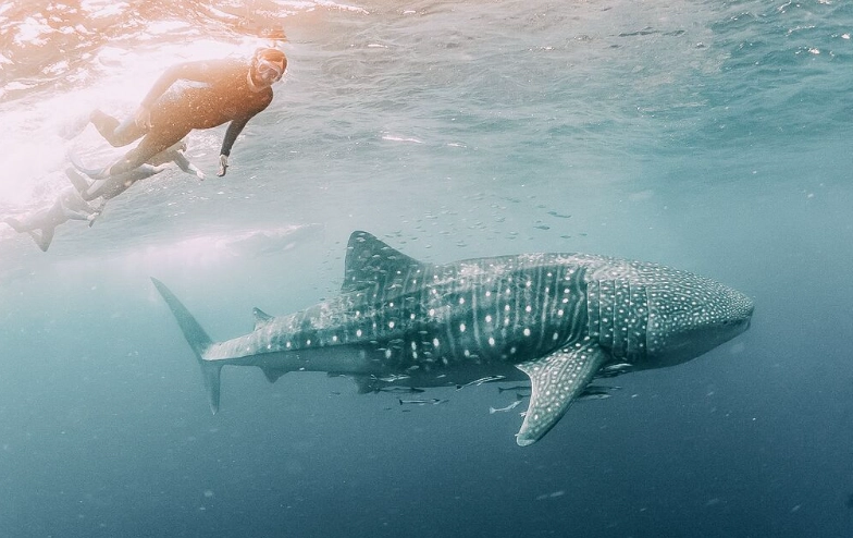 swim with whale sharks season