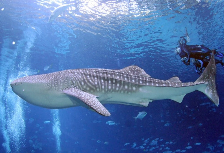 snorkeling with whale sharks georgia aquarium